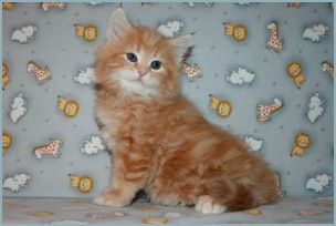 Male Siberian Kitten from Deedlebug Siberians